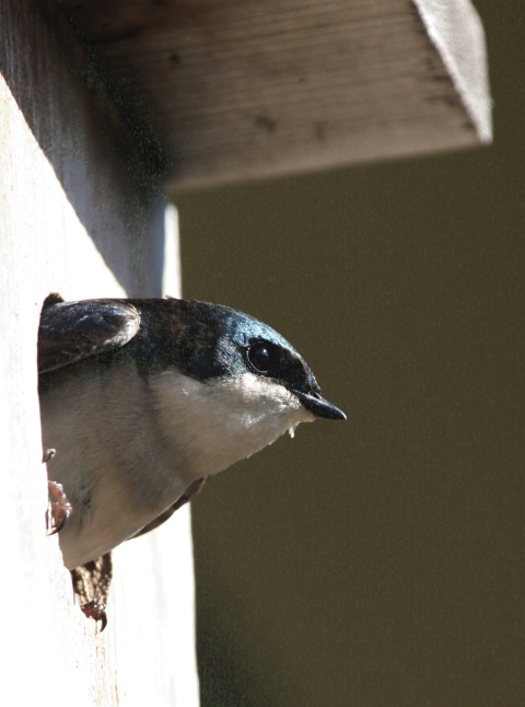 Tree Swallow profile in nest box | FWS.gov