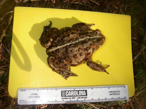 A western toad is measured in the field
