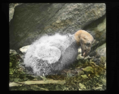 California condor chick (Gymnogyps californianus) in its cliffside nest