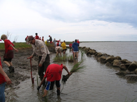 a number of volunteers plant grasses