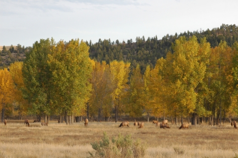 Field with trees with golden and green leaves. A herd of elk graze in a brown grass field.