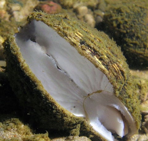 Northern riffleshell