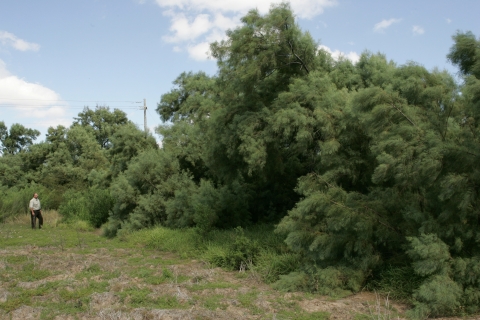 A Service employee inspects invasive salt cedar at Laguna Atascosa Refuge.