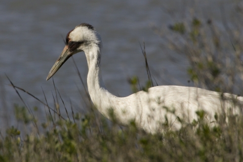 a large white wading bird with red coloration near the face stands on the edge of a wetland