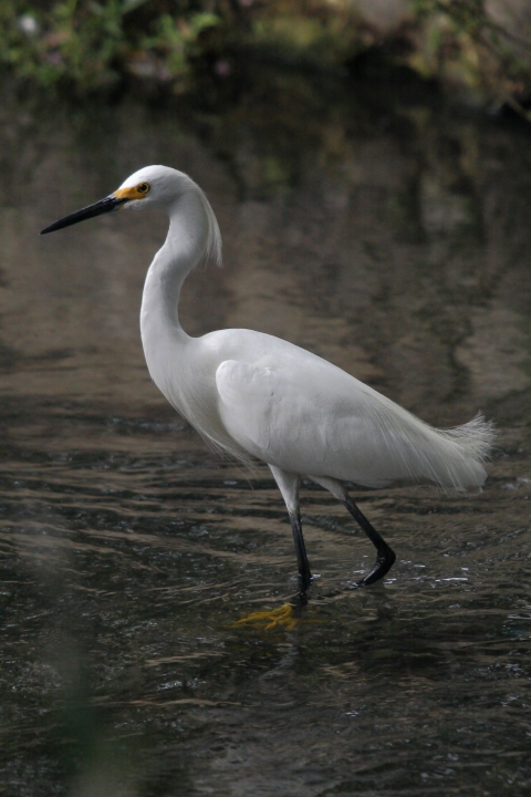 White wading bird with a black beak in river