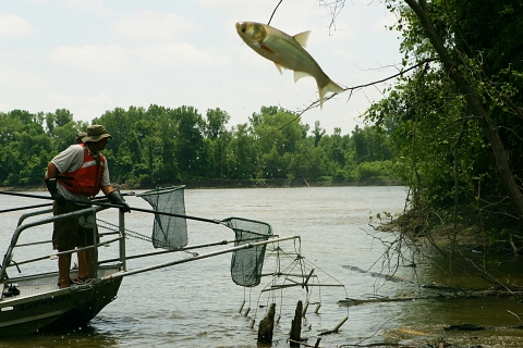 A silver carp flies through the air near an electrofishing vessel