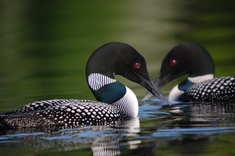 Two common loons in breeding plumage on the water