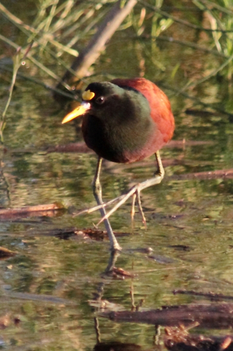 Black and red wading bird with a yellow beak ad log legs walks in a shallow marshy area.