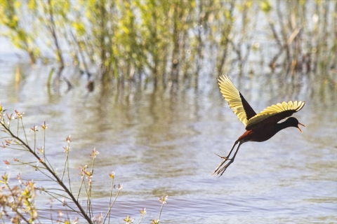 Northern Jacana in Choke Canyon State Park