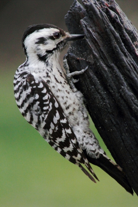 Woodpecker with black and white plumage pecking at a dead tree branch