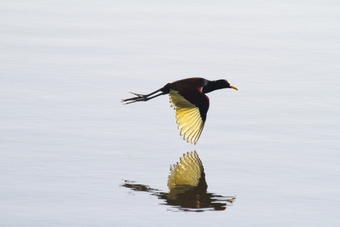Reflection of Northern jacana in flight