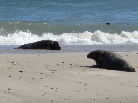 Two grey seals on beach with waves crashing behind them. A third seal appears to be in water behind them.