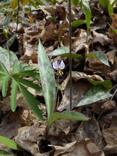 Small flowering plant growing out of leaf detritus covered ground