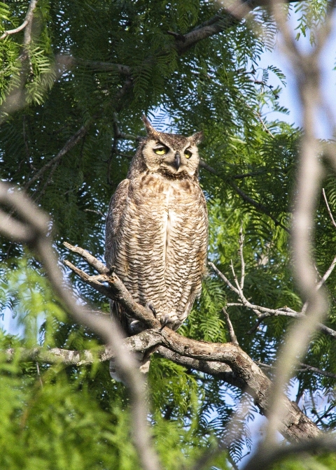 Great horned owl in Choke Canyon State Park