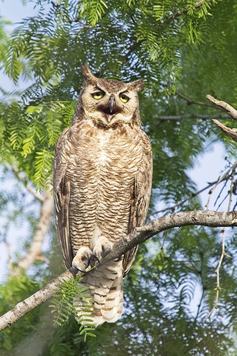 Great horned owl in Choke Canyon State Park