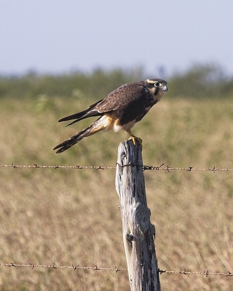 Aplomado falcon perched on fence. Endangered and /or Threatened species