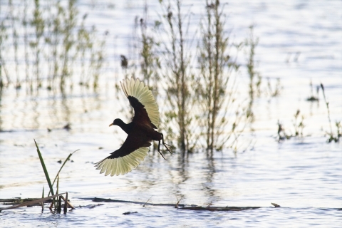 Northern jacana in Choke Canyon State Park