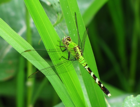 Eastern pondhawk dragonfly perched on a plant