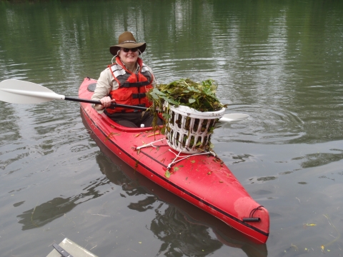 Biologist, Tracy Copeland, with a basket full of water chestnut rosettes handpulled from the creek.