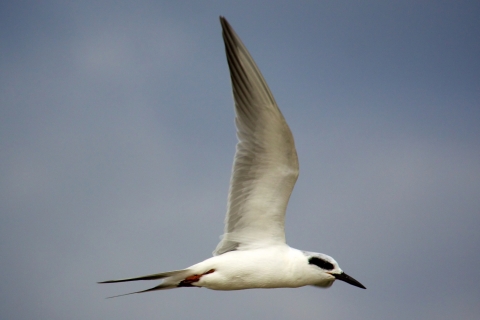 Common Tern in flight