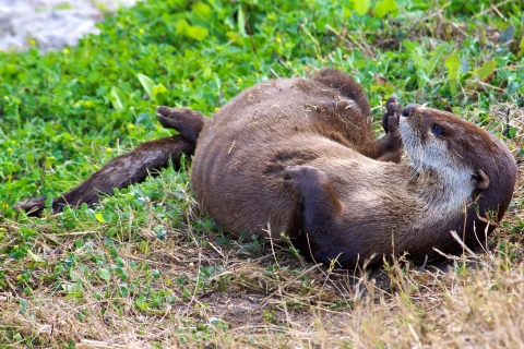 Close shot of an otter rolling on his back in the grass.