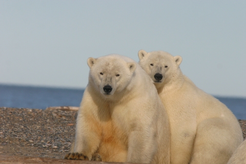 Pair of polar bears sitting on beach