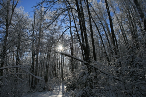 The sun shines through a snow covered forest under blue sky