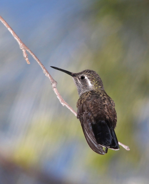 Large, dull-colored hummingbird with large black-and-white tail perches on a twig
