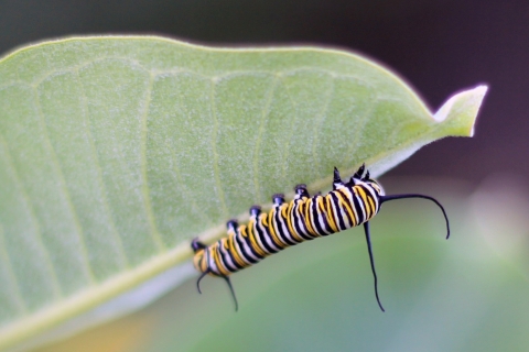 A monarch caterpillar on a common milkweed plant