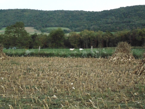 Corn Harvest