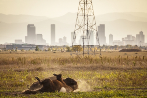 Bison roll on the ground at Rocky Mountain Arsenal Refuge, with the Denver skyline behind them.