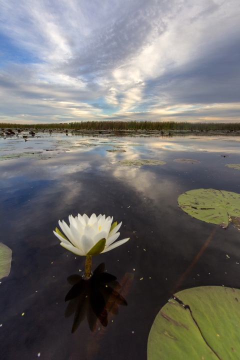 A bright white flower emerging from a marsh with round green lily pads