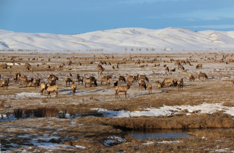 A herd of elk