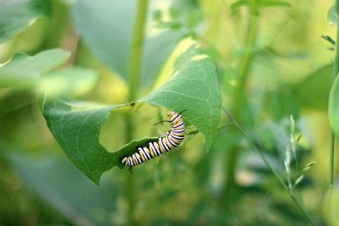 A monarch caterpillar on a common milkweed plant