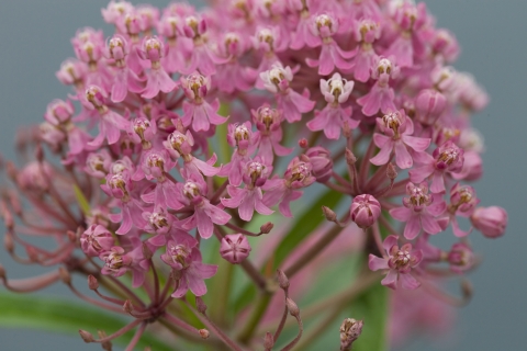 Swamp milkweed in bloom