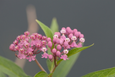 Swamp milkweed in bloom
