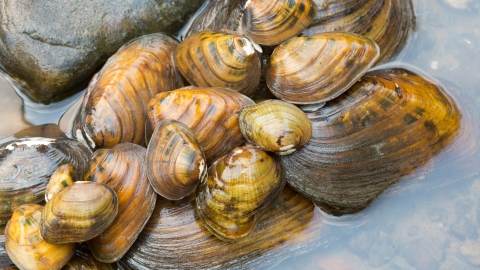 Endangered freshwater mussels