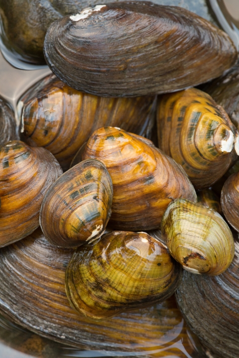 Endangered freshwater mussels