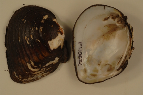 Interior and exterior view of mussel shell. Written on the inside of the shell is M10621.