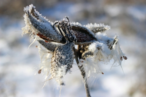 Common milkweed seed pods covered in frost