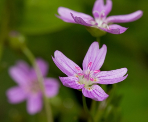 Close up shot of purple five petaled flowers with pink stamens.
