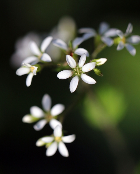 Close shot of small white flowers