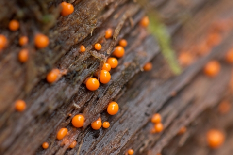 Close shot of orange slime mold on bark, which looks like tiny, shiny, orange balls