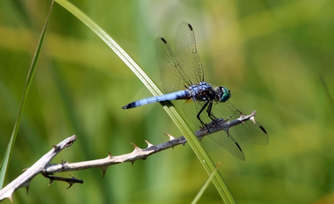 Blue dasher dragonfly perched on a plant stem