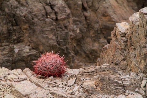 a round cactus with bright red spines grows on the edge of rocks