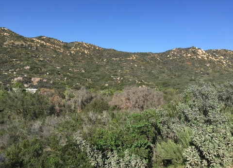 Brush and trees cover a piece of land added to San Diego Refuge