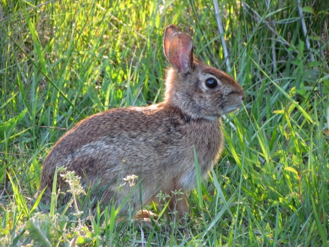 Eastern cottontail rabbit in the grass