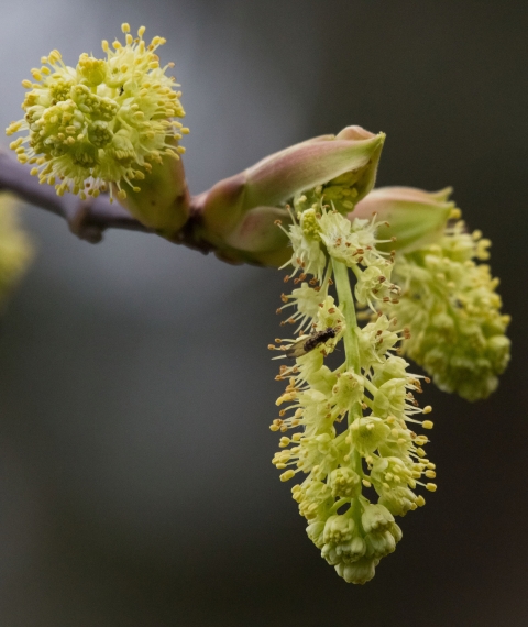 Big-Leaf Maple