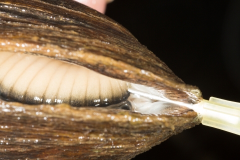 Close up of needle inserted into gill tissue of a mussel