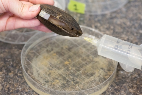 Small syringe inserted into the flesh of a mussel above a petri dish. In the petri dish is some orange-brown material suspended in clear agar.